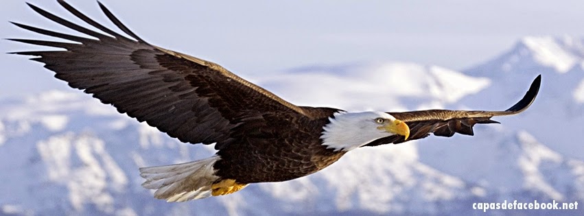aguia-voando